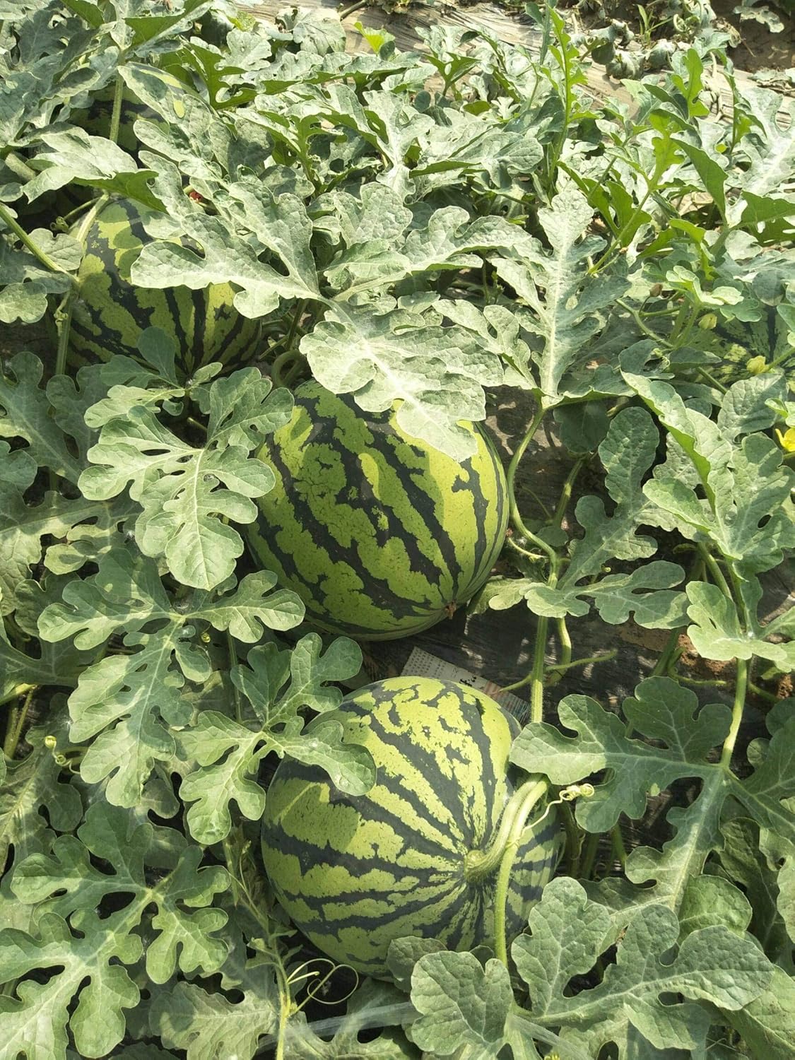 Lywire Finest Ruby Watermelon Seeds β Handpicked & Reliable