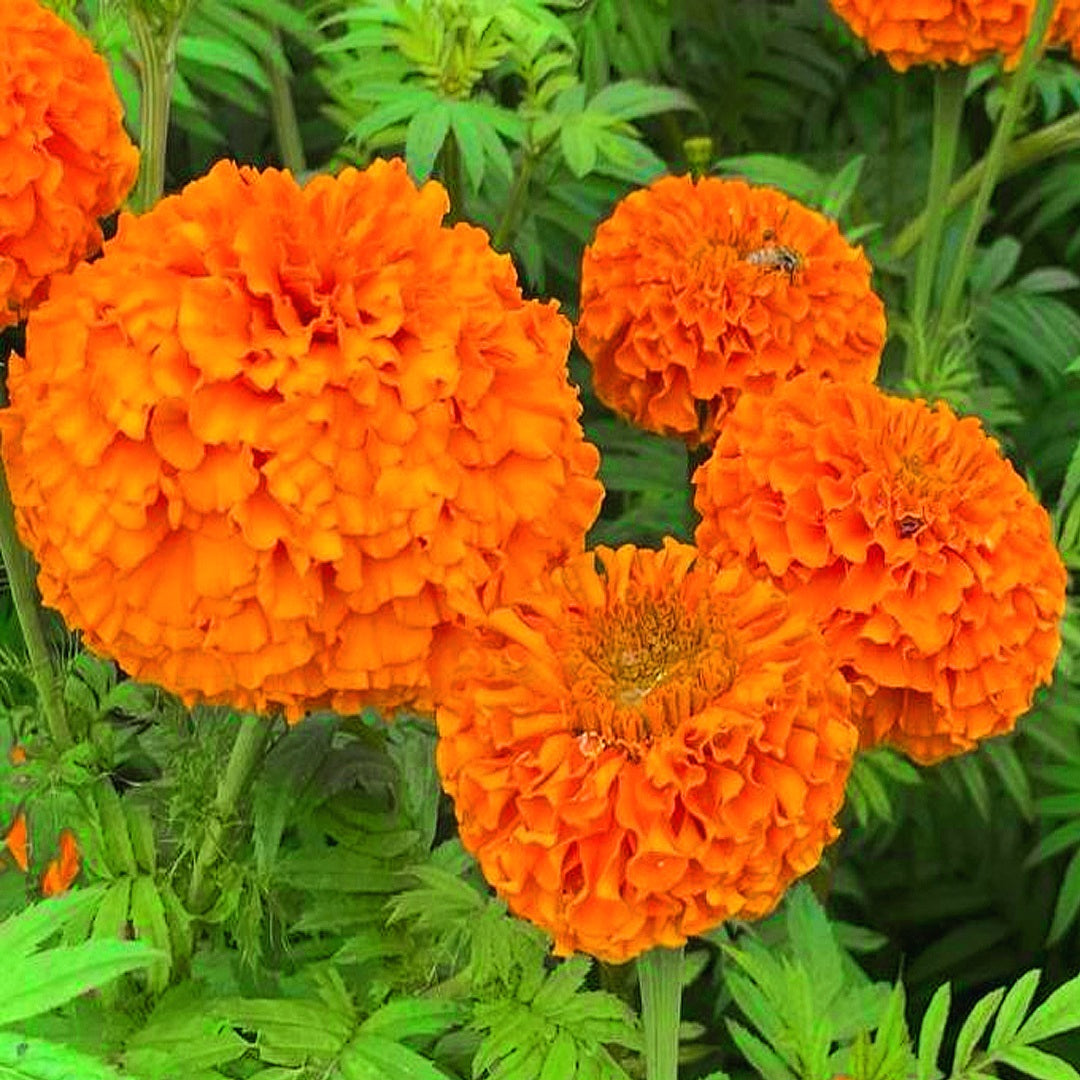 Lywire High-Quality Orange Marigold Seeds β A True Floral Treasure