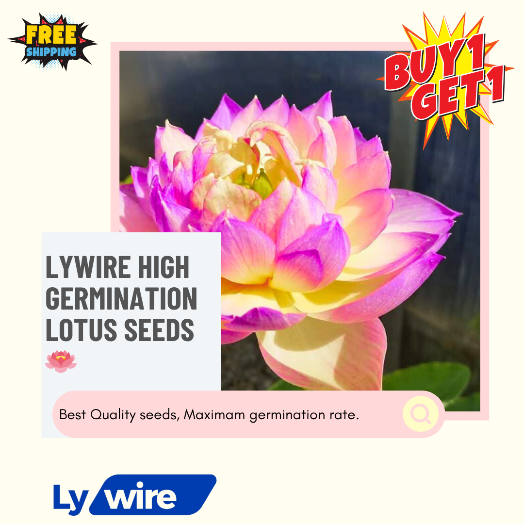 Lywire High Germination Lotus Seeds