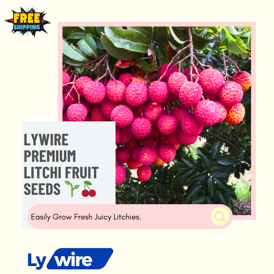 Lywire Premium Litchi Fruit Seeds
