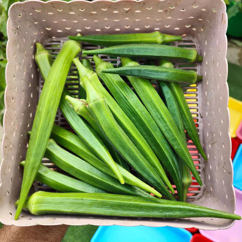 Lywire High-Grade Bhindi Seeds β Perfect for Kitchen Gardening (20 Pack)