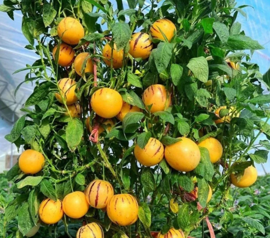 Lywire High-Purity Ginseng Fruit Seeds β Perfect for Herbal Gardening