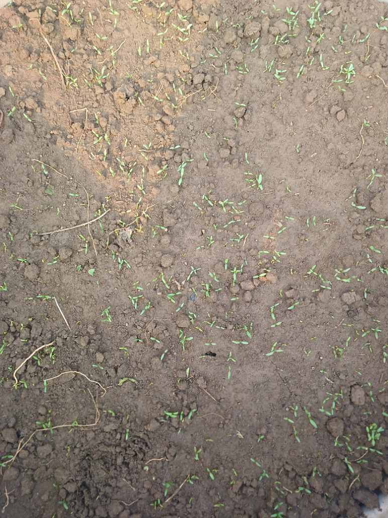 Lywire Handpicked Spinach Seeds β Best for Home & Kitchen Gardens