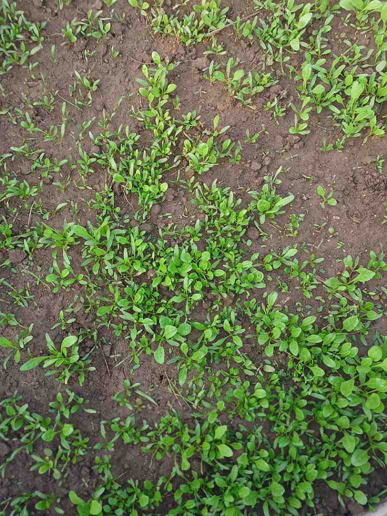 Lywire Handpicked Spinach Seeds β Best for Home & Kitchen Gardens