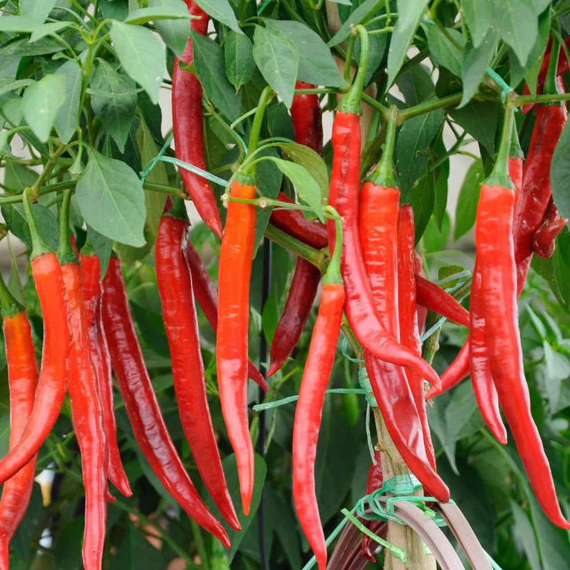 Lywire Pure & Powerful Hybrid Chilli Seeds β Hot & Healthy Yield