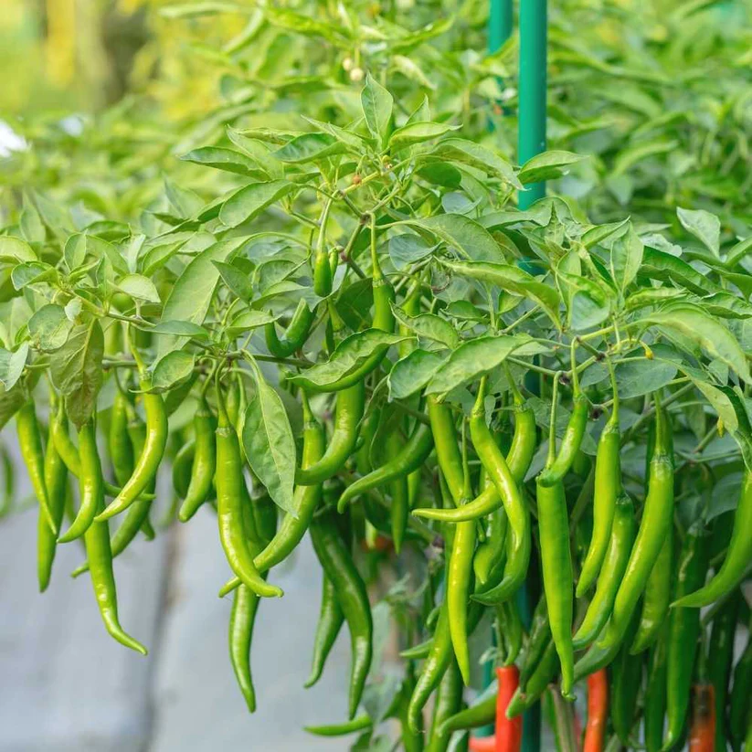 Lywire Pure & Powerful Hybrid Chilli Seeds β Hot & Healthy Yield