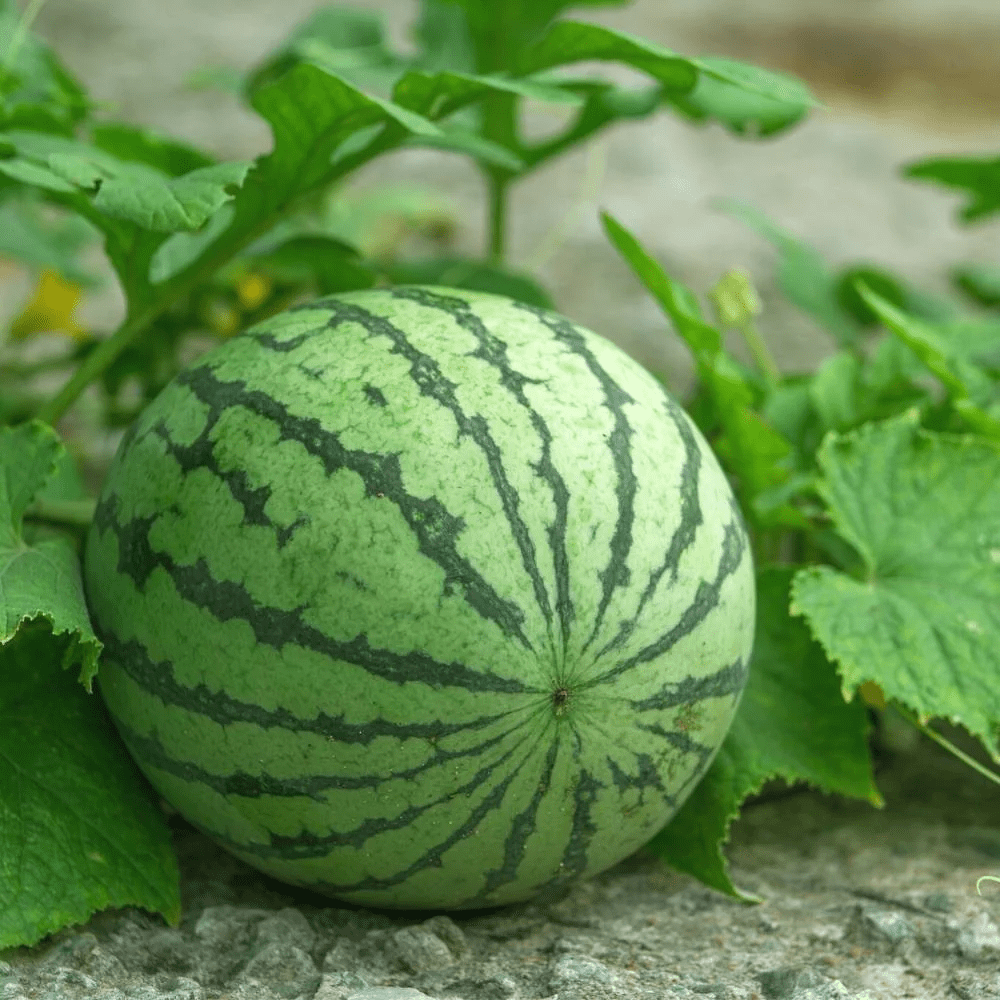 Lywire Finest Ruby Watermelon Seeds β Handpicked & Reliable