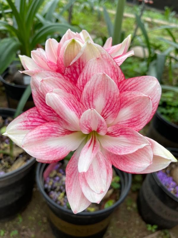 Amaryllis Lily Pink White Bulbs