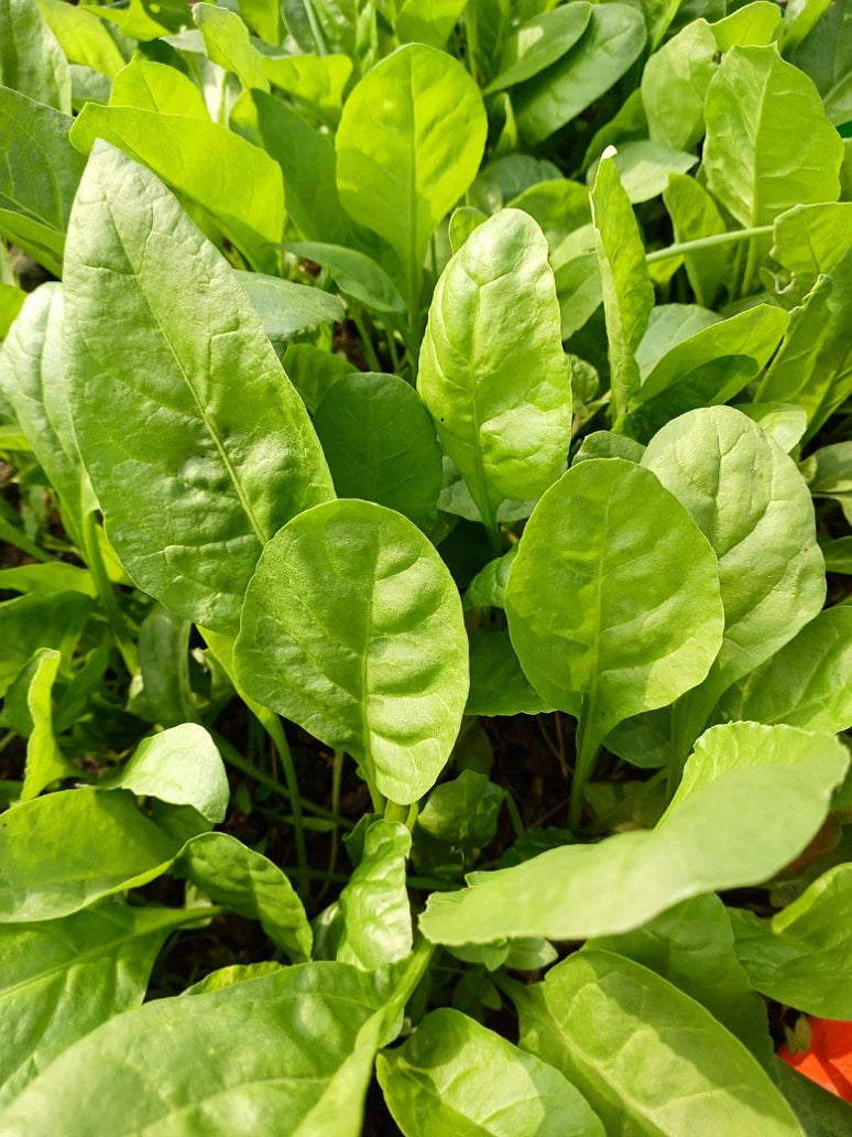 Lywire Handpicked Spinach Seeds β Best for Home & Kitchen Gardens