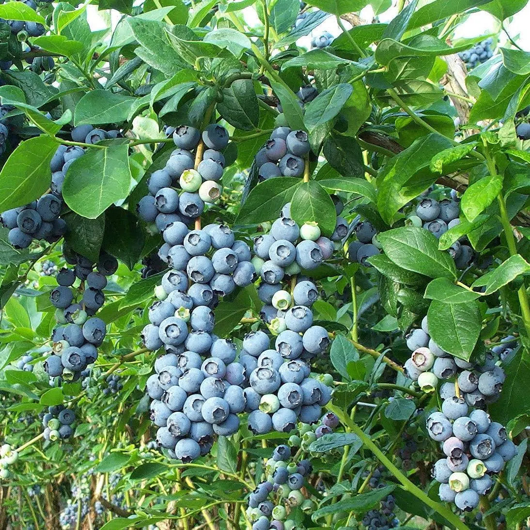 Lywire Original Blueberry Fruit Seeds β Premium Giant Berries for Your Garden