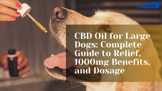 CBD Oil for Large Dogs: Complete Guide to Relief, 1000mg Benefits, and Dosage