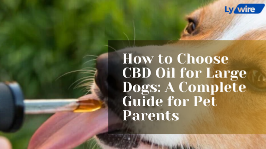 How to Choose CBD Oil for Large Dogs: A Complete Guide for Pet Parents