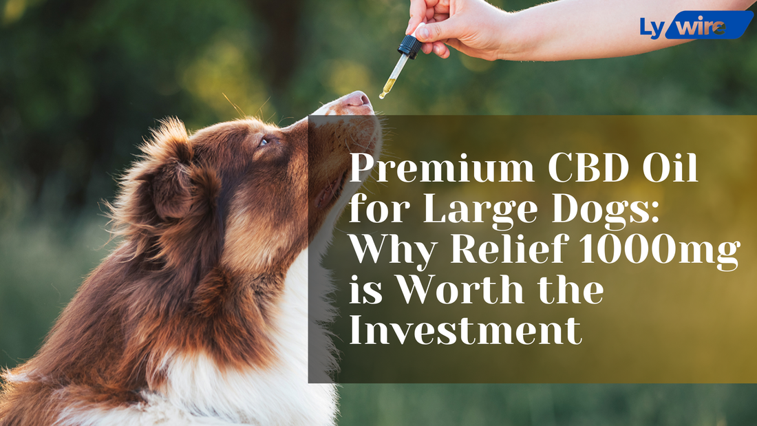 Premium CBD Oil for Large Dogs: Why Relief 1000mg is Worth the Investment