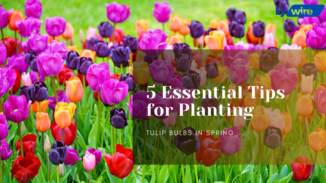 5 Essential Tips for Planting Tulip Bulbs in Spring