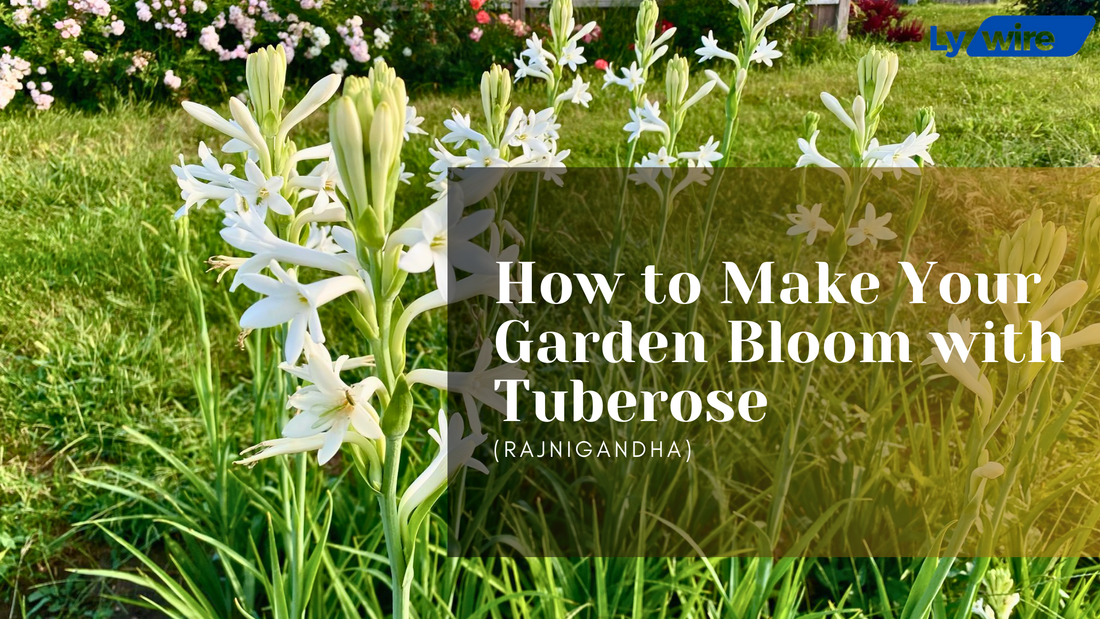 How to Make Your Garden Bloom with Tuberose (Rajnigandha)