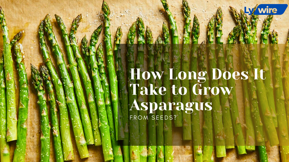 Asparagus from Seeds