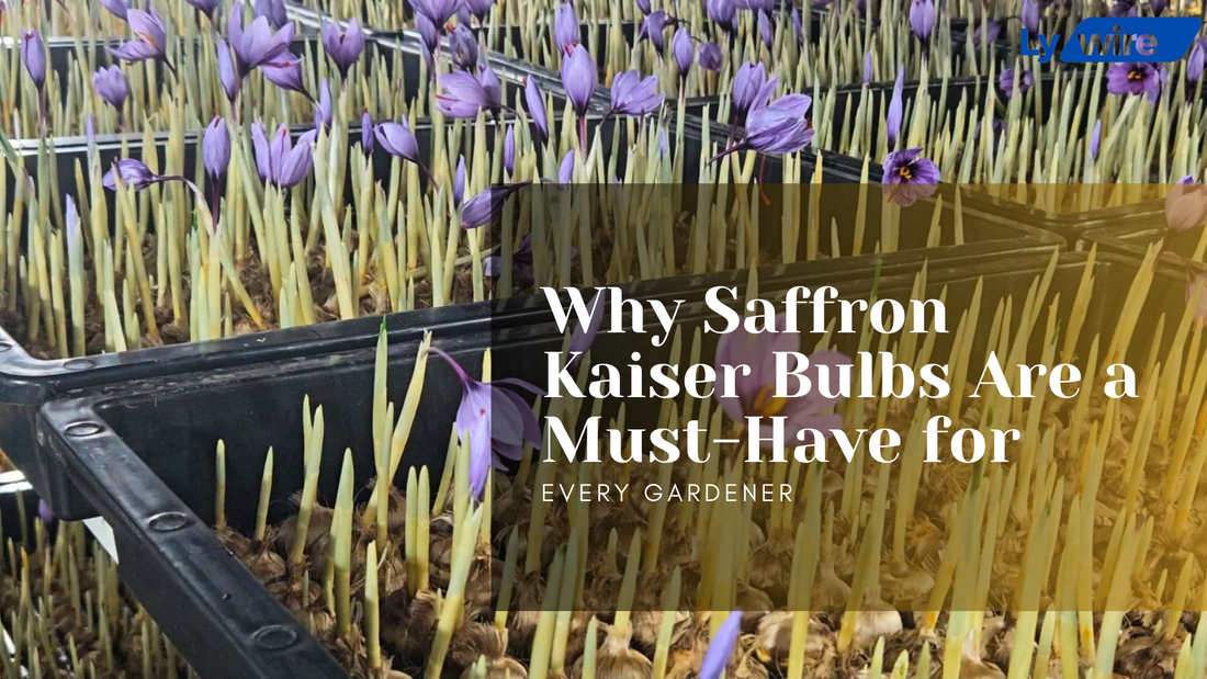 Why Saffron Kaiser Bulbs Are a Must-Have for Every Gardener