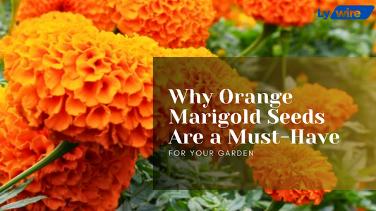 Why Orange Marigold Seeds Are a Must-Have for Your Garden
