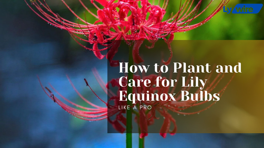 Lily Equinox