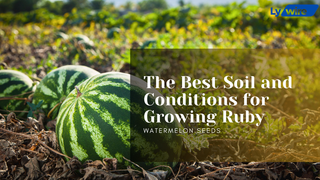 The Best Soil and Conditions for Growing Ruby Watermelon Seeds