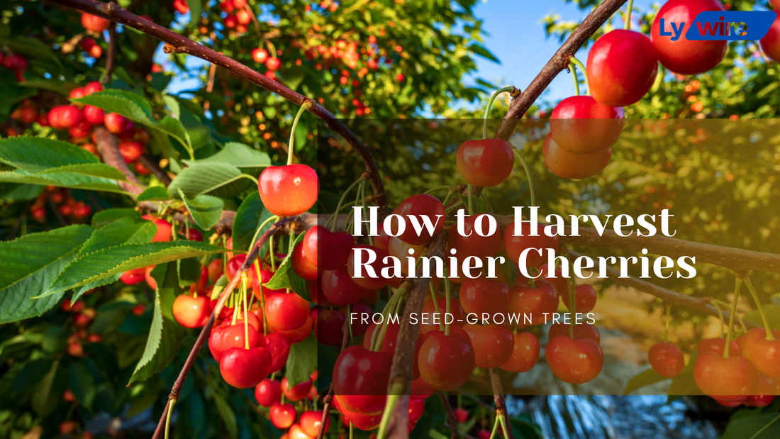 Harvest Rainier Cherries from Seed