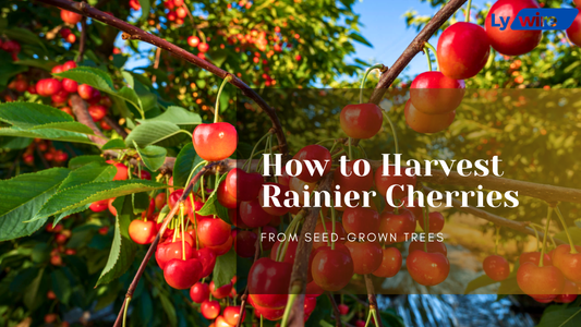Harvest Rainier Cherries from Seed