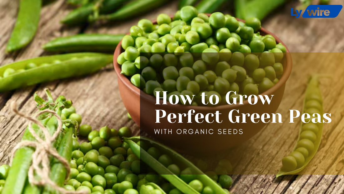 How to Grow Perfect Green Peas with Organic Seeds