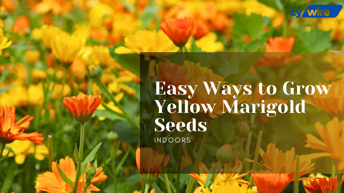 Yellow Marigold Seeds