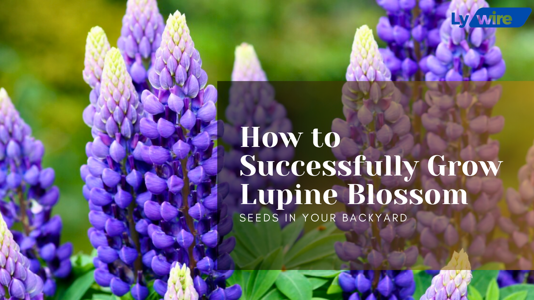 Grow Lupine Blossom Seeds