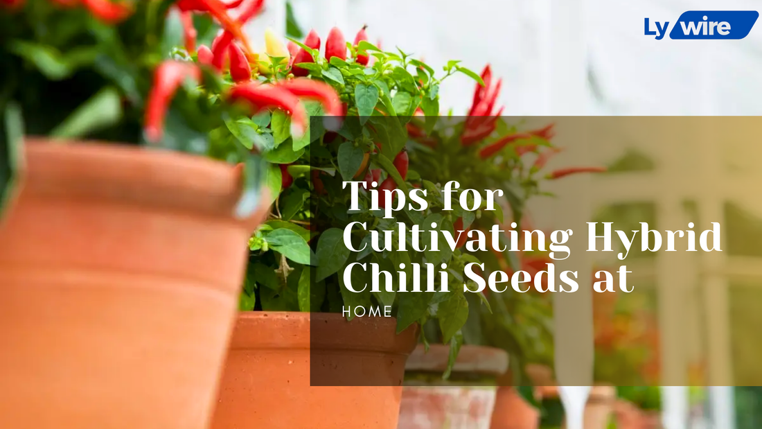 Tips for Cultivating Hybrid Chilli Seeds at Home