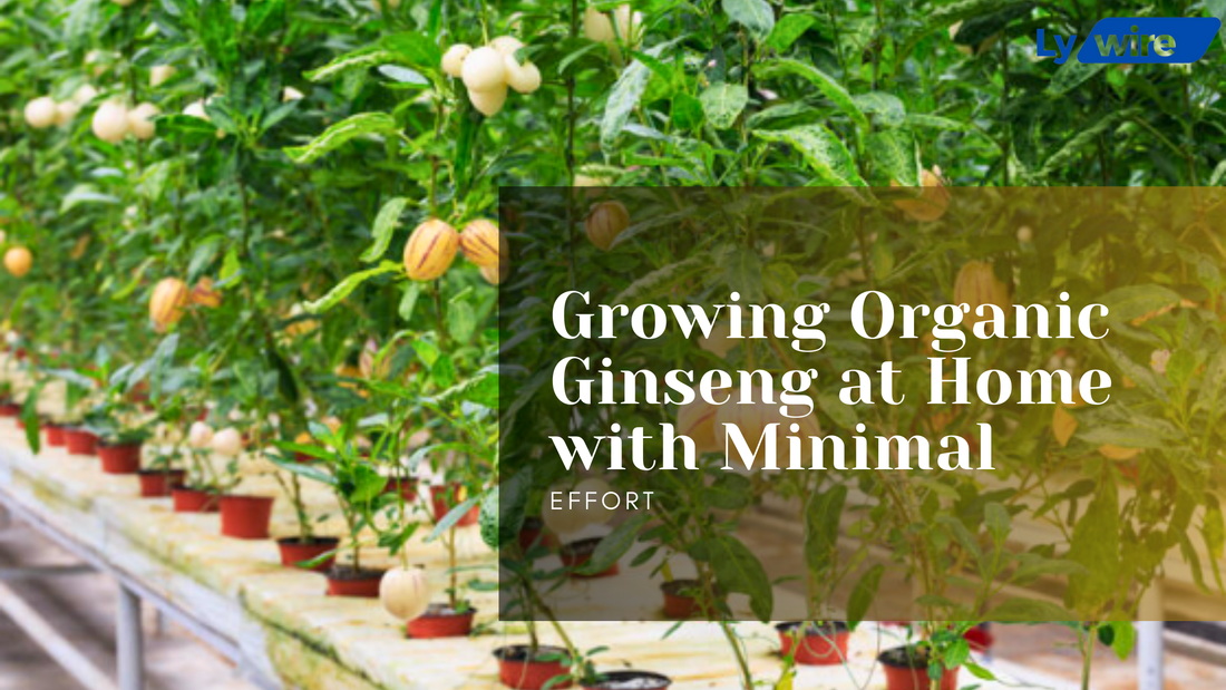 Growing Organic Ginseng at Home with Minimal Effort