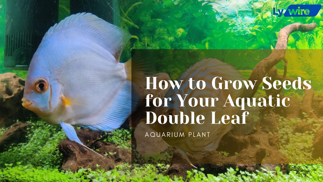 How to Grow Seeds for Your Aquatic Double Leaf Aquarium Plant