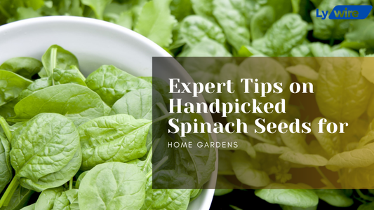 Expert Tips on Handpicked Spinach Seeds for Home Gardens
