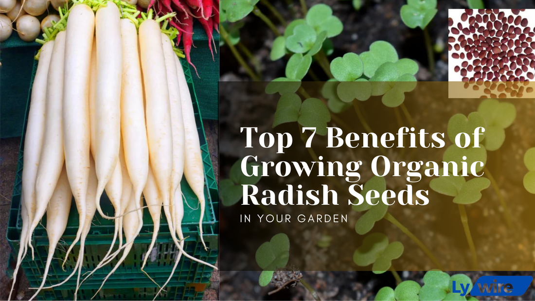 Top 7 Benefits of Growing Organic Radish Seeds in Your Garden