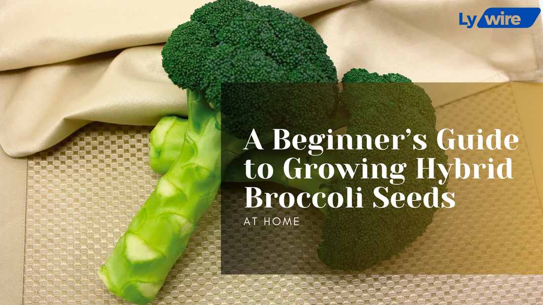 A Beginner’s Guide to Growing Hybrid Broccoli Seeds at Home