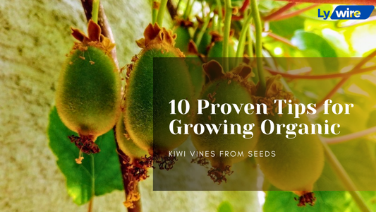 10 Proven Tips for Growing Organic Kiwi Vines from Seeds