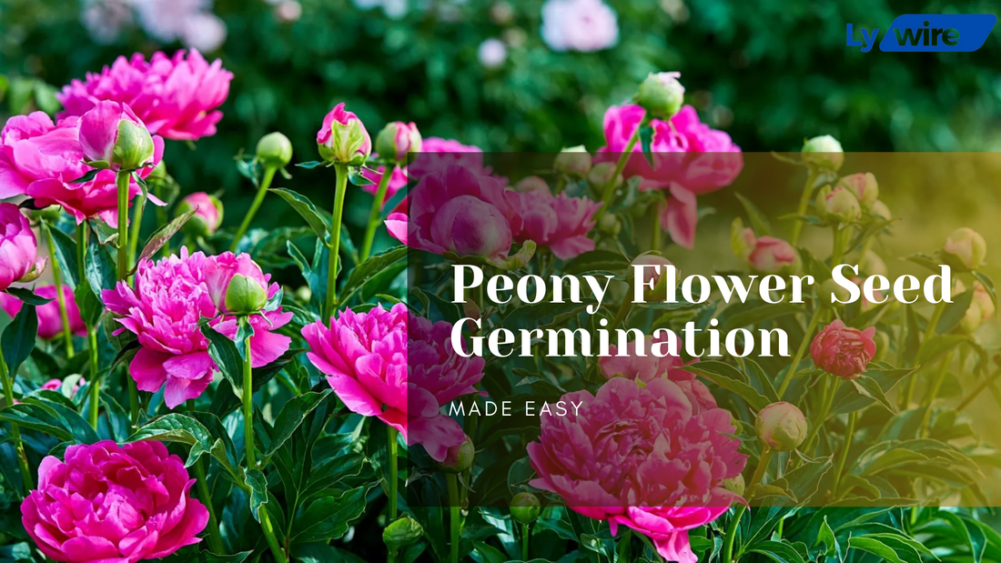 Peony Flower Seed Germination Made Easy