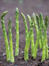 Lywire Farm Fresh Asparagus Seeds – Non-GMO & 100% Pure for Gardening