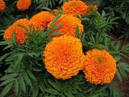 Lywire High-Quality Orange Marigold Seeds – A True Floral Treasure