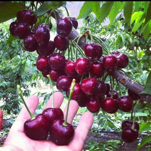 Lywire Premium Rainier Cherry Fruit Seeds – Authentic & High Quality