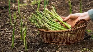 Lywire Farm Fresh Asparagus Seeds – Non-GMO & 100% Pure for Gardening