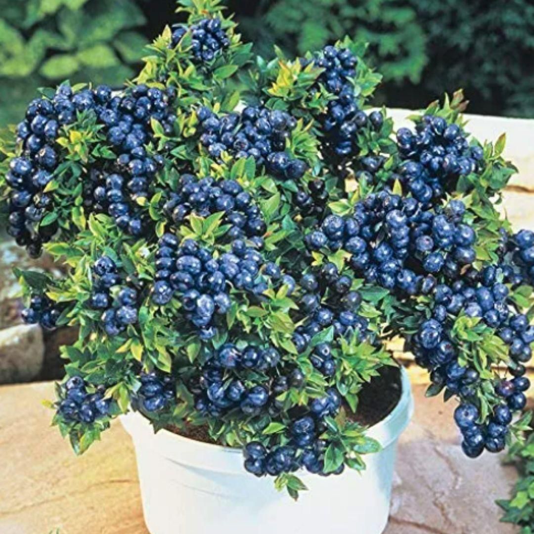 Lywire Original Blueberry Fruit Seeds – Premium Giant Berries for Your Garden