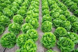 Organic Lettuce seeds for Gardening (Pack of 20)