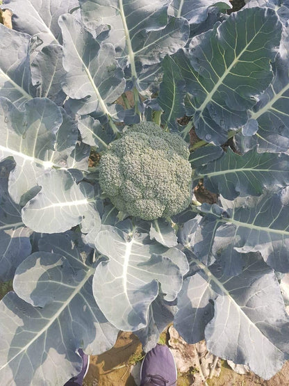 Lywire High-Yield Hybrid Broccoli Seeds – Premium Organic Quality