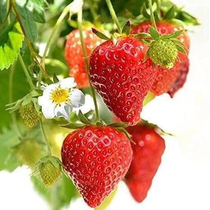 Fresh Sweet Strawberry Seeds (Pack of 20)