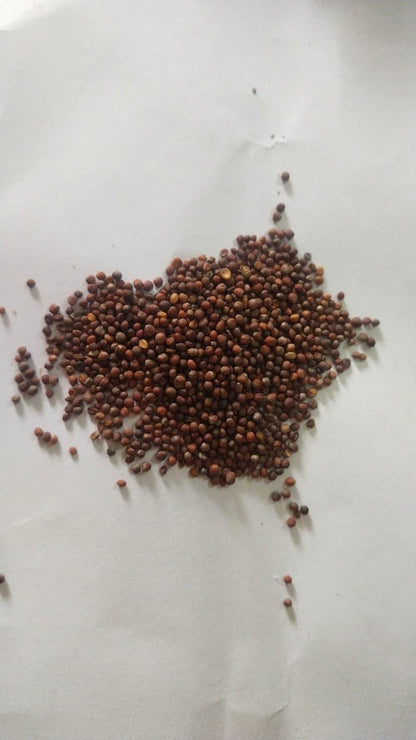 Lywire High-Yield Hybrid Broccoli Seeds – Premium Organic Quality