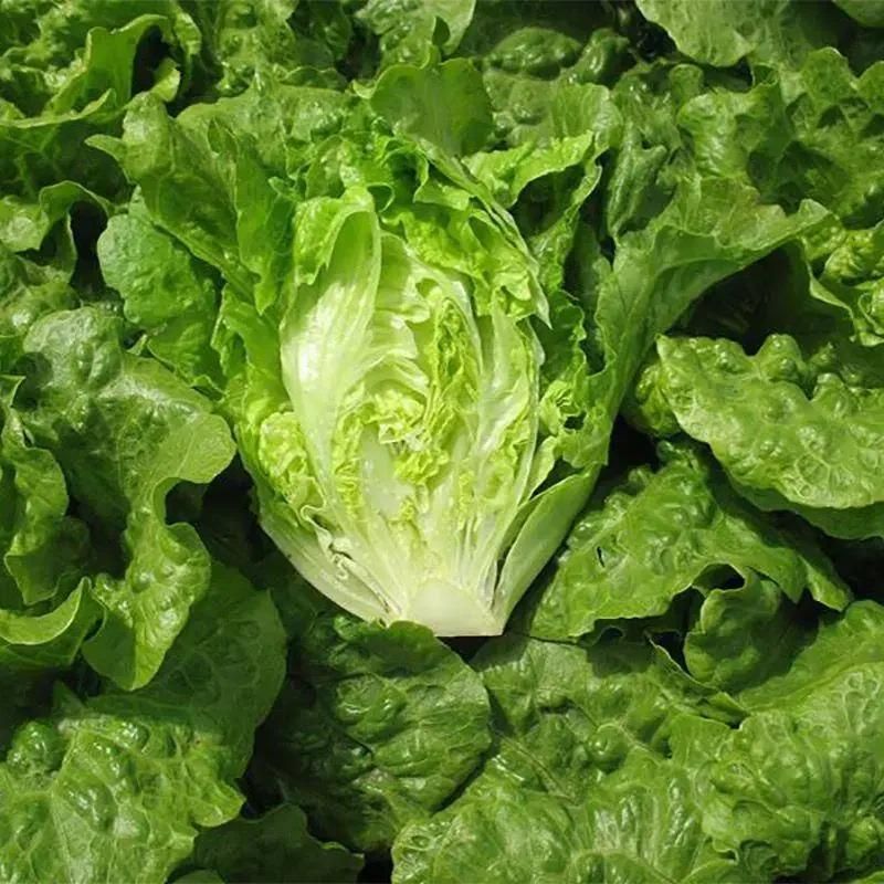 Organic Lettuce seeds for Gardening (Pack of 20)