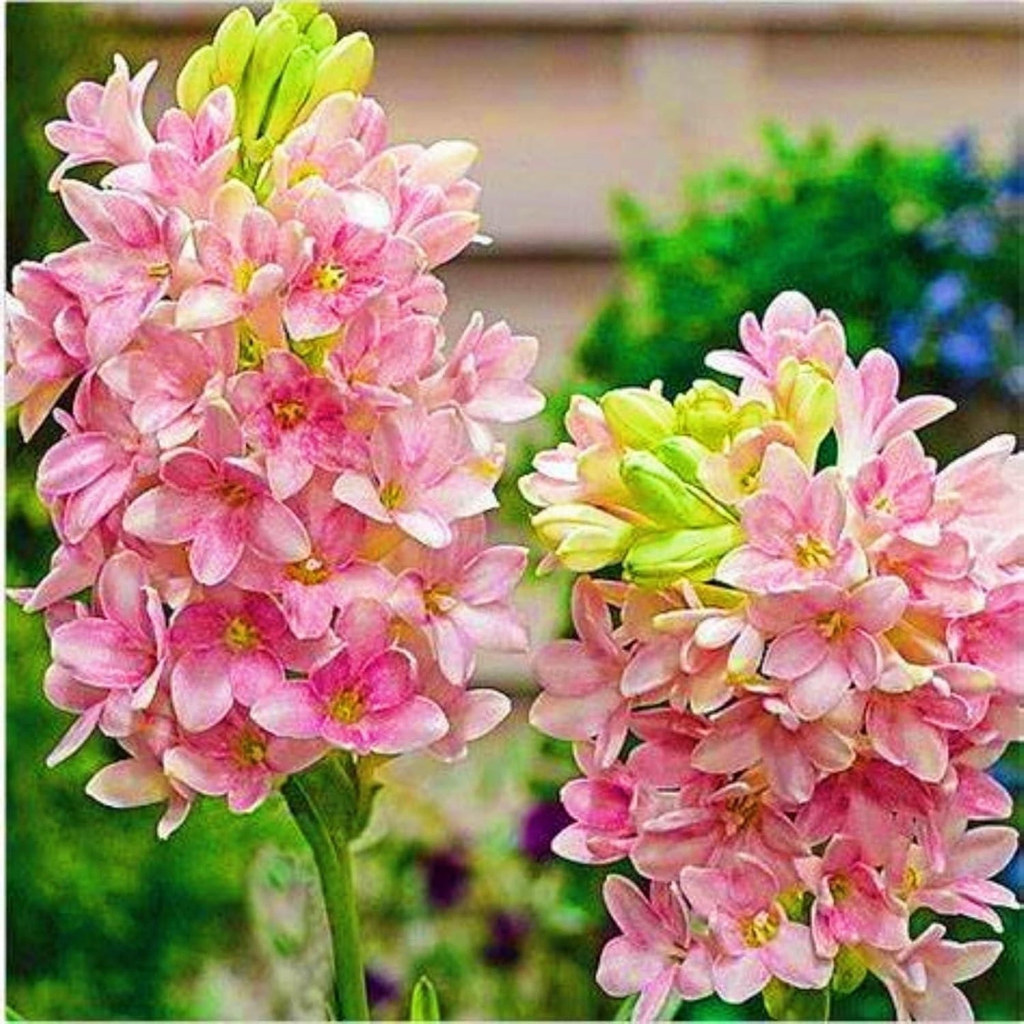 Rajnigandha / Tuberose Flower Bulbs (Pack of 2)