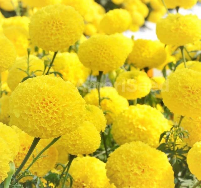 Lywire Authentic Yellow Marigold Seeds – Premium Garden Essential