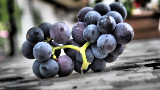 Lywire Exclusive Black Grapes Hybrid Seeds – Grow Fresh & Delicious Grapes